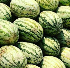 गोल्यान एग्रोले दुबई निर्यात गर्‍यो खरबुजा र मेवा