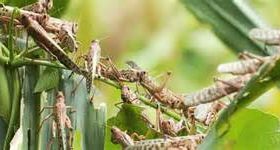 तराईबाट छिरेको सलह एकैदिनमा पहाड उक्लियो