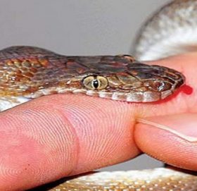 रामेछापमा सर्पको टोकाइबाट एक महिलाको मृत्यु