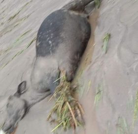 अछाममा बाढीले १७ जना बगायो : ६ जनाको शव भटियो