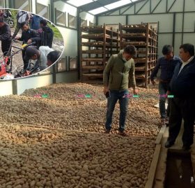 रामेछापमा आलु उत्पादनमा वृद्धि : कृषकको घरघरबाटै खरिद्