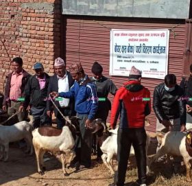 रामेछापमा एक सय उन्नत जातका बाख्रा वितरण : ७० वटा बाख्रा दिने तयारीमा