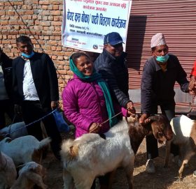 रामेछापमा अनुदानमा कृषकहरुलाई उन्नत जातका बाख्रा वितरण