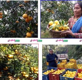 रामेछापमा सुन्तला जातका फलफूल उत्पादनमा कमी : उत्पादित जुसले एक वर्ष बित्दापनि बजार पाएन (फोटोफिचर)