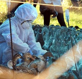 काठमाण्डौको तारकेश्वरमा बर्ड फ्लू सङ्क्रमण पुष्टि