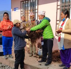 गोकुलगंगामा ८० प्रतिशत अनुदामा किसानलाई किवीको बिरुवा वितरण