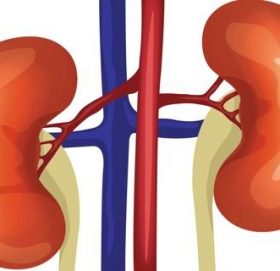 भोलीदेखि काठमडौं महानगरपालिकाले ३२ वटै वडामा नि:शुल्क मिर्गौला परीक्षण गर्ने