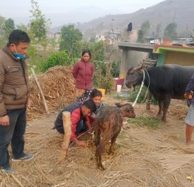 मन्थलीको सानीमदौमा भैसीको गोठमा आगोलागी