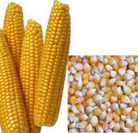 मन्थलीका १४ वटै वडाका किसानलाई अनुदानमा मकैको बिऊ र बिषादी