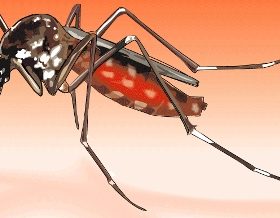 सिन्धुलीमा एक बृद्धा महिलामा औलो पुष्टि