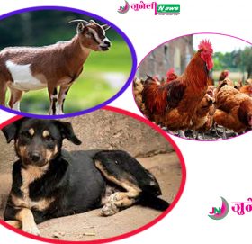 चिसापानीमा घरपालुवा पशुपंक्षिलाई खोप,औषधी