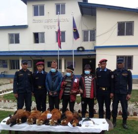 सोलुखुम्बुमा रेडपाण्डाको छाला सहित तीन जना पक्राउ