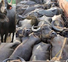 भारतबाट भन्सार छलेर ल्याउदै गरेको ४० वटा राँगा सप्तरी प्रहरीको नियन्त्रणमा