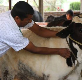 कास्कीलाई पूर्ण पशु खोप युक्त जिल्ला बनाउने लक्षका साथ् दिइयो कास्कीभरिका पशुलाई खोप