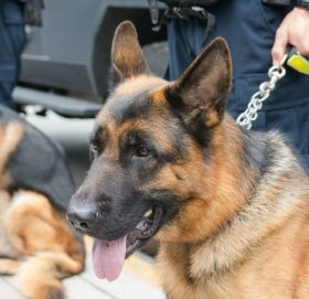 संखुवासभा घटनाको अनुसन्धानका लागि तालित प्राप्त कुकुर  घटनास्थलतर्फ लगियो