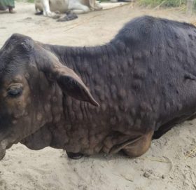 देशभर लम्पी स्किन रोगबाट मर्ने पशुको संख्या ५० हजार नाघ्यो